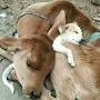 SAVE ANIMALS INDIA (SAI) from www.justdial.com