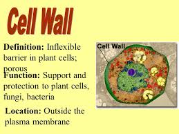 Cross section through a plant cell and surrounding cells. Biology Section 7 3 Cell Parts Outline 1 Plasma Membrane 2 Cell Wall 3 Nucleus Chromatin 4 Nucleolus 5 Ribosome 6 Nuclear Envelope 7 Cytoplasm 8 Er Two Ppt Download