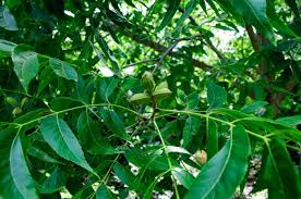 Image result for Carya illinoinensis