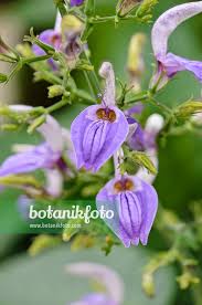 Image result for Brillantaisia