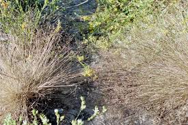Image result for Agrostis