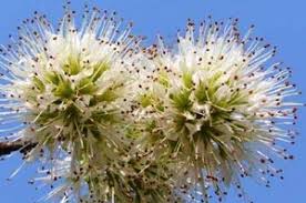 Image result for Combretum schumannii