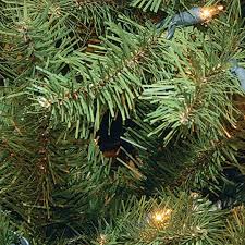 Full sun or part shade, moderate water. Buy The 10 Ft Pre Lit North Valley Spruce Full Artificial Christmas Tree Clear Lights At Michaels