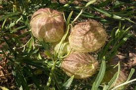 Image result for Gomphocarpus semilunatus