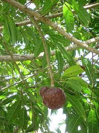 Image result for Annona reticulata