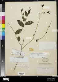 Image result for Carpolobia