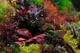 Image result for Rotala filiformis