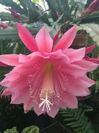 Maybe you would like to learn more about one of these? Pin De Rosibel Nieblas En Flowers Flowers Galore Flores Exoticas Flores Raras Flores Bonitas