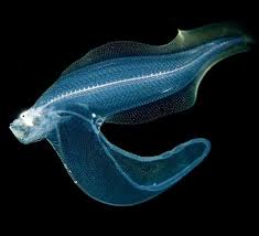 Ask Com Deep Sea Creatures Deep Sea Life Deep Sea