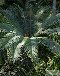 Image result for Encephalartos villosus