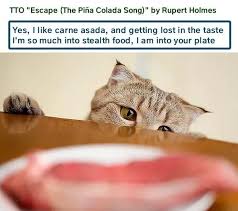 Noms Raid Tto Escape The Pina Colada Song By Rupert Holmes Lolcats Lol Cat Memes Funny Cats Funny Cat Pictures With Words On Them Funny Pictures Lol Cat Memes Lol Cats