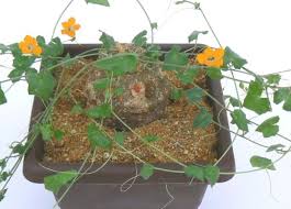 Image result for Momordica boivinii