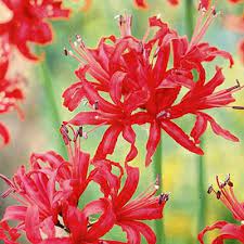 Nerine Kodora Codora Guernsey Lily Amaryllidaceae The Amaryllis Family
