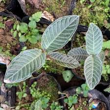 Image result for Psychotria auxopoda