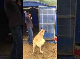 Erkek Kangal Kopegi Egitimi Az Kalsin Postu Deldirecektik Kangal Kopegi Hayvanlar Egitim