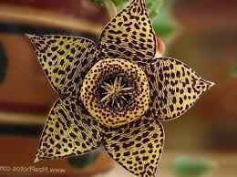 Pin On Gardening