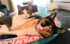 猫にとってユリは猛毒 葉をかじった猫の姉妹が中毒死 猫にとって700種類以上の植物が毒 専門家が警鐘 まいどなニュース