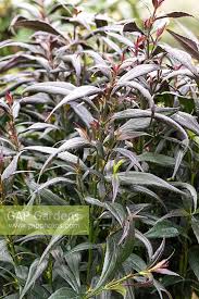 Image result for Strobilanthes anisophylla