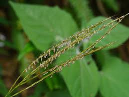 Image result for Microstegium fasciculatum
