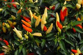A small ornamental pepper which goes through a progession of color changes ending in deep red. Capsicum Annuum Cayenne Pepper Cayenne Peppers Chili Pepper Chili Peppers Christmas Pepper Christmas Peppers Ornamental Pepper Ornamental Peppers Red Pepper Red Peppers Sweet Pepper Sweet Peppers North Carolina Extension Gardener Plant