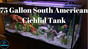 New and used items, cars, real estate, jobs, services, vacation rentals and more virtually anywhere in ontario. 75 Gallon South American Cichlid Tank Update Youtube