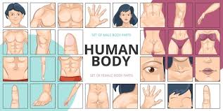 Human body parts pictures with names: Free Vector Human Body Parts Composition