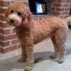 What are f1b teddy bear goldendoodles? Https Encrypted Tbn0 Gstatic Com Images Q Tbn And9gcrmorpggfmhe9vwr5f9omo1issfzyc9ufkab Xbl9qt6f Jf4wb Usqp Cau