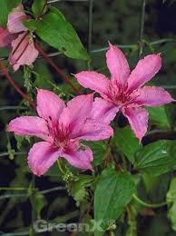 Clematis viticella 'avant garde' evipo033. Clematis Viticella Hagley Hybrid Waldrebe Hagley Hybrid Gunstig Kaufen