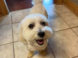 正吖，那裡派？