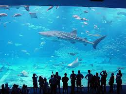 Okinawa Churaumi Aquarium Japan Always Have A Soft Spot For The Ocean The Sea Aquarium Fish Aquarium Okinawa