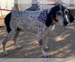 Find the perfect bluetick coonhound puppy for sale in west virginia, wv at puppyfind.com. View Ad Bluetick Coonhound Puppy For Sale Near West Virginia Pipestem Usa Adn 04575030290