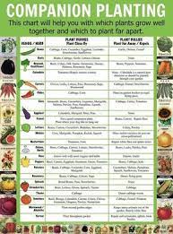 Companion Planting Chart Lots Of Great Info Video Tutorial Vegetable Garden Planning Companion Planting Chart Home Vegetable Garden