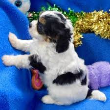 Check out our cavapoo puppies for adoption by clicking on store. Pin On New Doggies