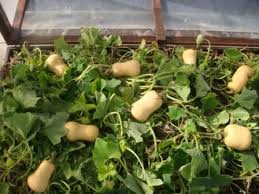 We did not find results for: Allaboutallotments Com Growing Butternut Squash Great Site Showing How To Grow Butternut Squash F Edible Garden Growing Butternut Squash Growing Vegetables