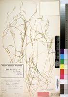 Image result for Agrostis quinqueseta