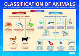 Diagram Of Animal Classification Vertebrate And