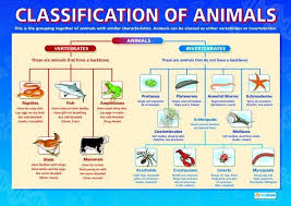 diagram of animal classification vertebrate and