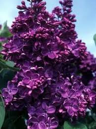 Your question(s) and also the answers (from the lubera® team and other garden friends). Deep Purple Lilac Bushes