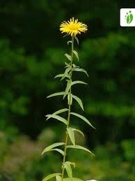 Image result for Pentanema indicum