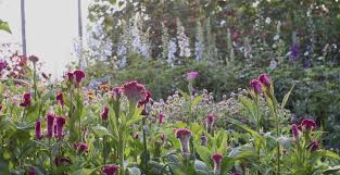 10 grape hyacinth (armeniacum) bulbs, planting flowers outdoors, bulbs for planting, potting plants, flowering plant, planting gifts for her lilyofthevall77 5 out of 5 stars (239) $ 7.75. Find Local Flower Farmers Suppliers Association Of Specialty Cut Flower Growers