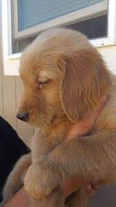 Find golden retriever puppies for sale and dogs for adoption near you in fresno, oakland, san diego, san fransisco, los angeles, sacremento, pomona, san jose, orange county or california. Red Golden Retriever Puppy For Sale In Bucks Bar California Classified Americanlisted Com