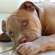 Pin By Juanita Jackson On Doggies Dogs Puppies Pitbull Puppies