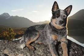 I am wanting to know more about them, as i never knew they existed. Australian Cattle Dog Temperament Price And Puppies For Sale