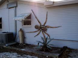 Image result for giant spider