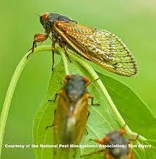 The adventures of vicente chambón, a journalist for the newspaper 'la chicharra', and his photographer. Why Do Cicadas Sing Cicada Noise Live Science