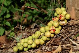 Image result for Aphanamixis polystachya