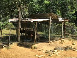 Mak aji pernah berkunjung ke rumah kawan di kawasan perumahan tempat mak aji tinggal. Rusa Hidup Pun Ada Pembeli