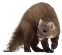 Image result for kuna lesní obrázky