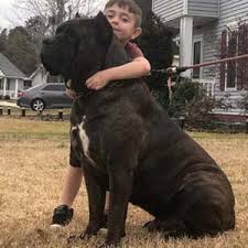 2,584 likes · 12 talking about this. Register Your Bandog With The American Bully Association