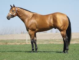 And is the most common horse breed in the world. Kirtzinger Quarter Horses Reference Sires